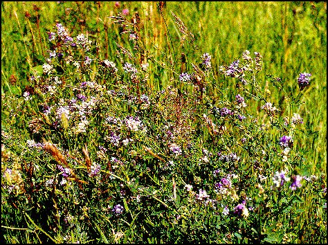 Alfalfa4.jpg (123467 bytes)