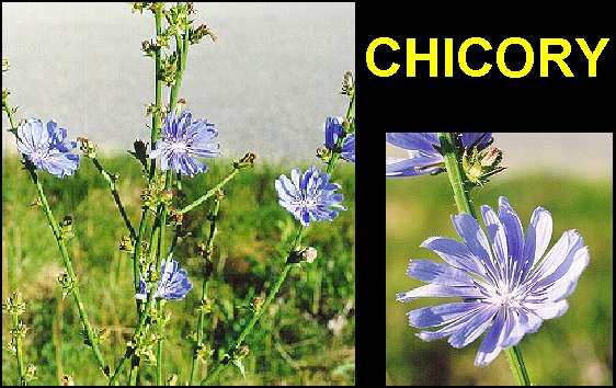 Chicory2.jpg (71491 bytes)