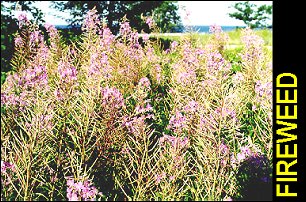 Fireweed2.jpg (41023 bytes)