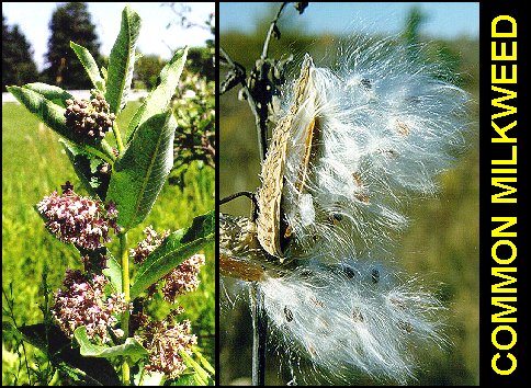 Milkweed2.jpg (85283 bytes)