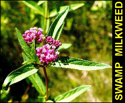 MilkweedSwamp1.jpg (67940 bytes)