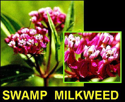 MilkweedSwamp2.jpg (60331 bytes)