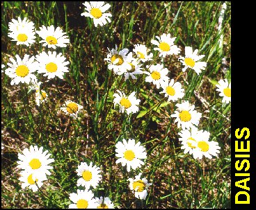 Daisy2.jpg (62797 bytes)