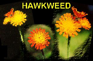 Hawkweed2.jpg (23656 bytes)