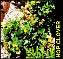 HopClover3.jpg (27016 bytes)