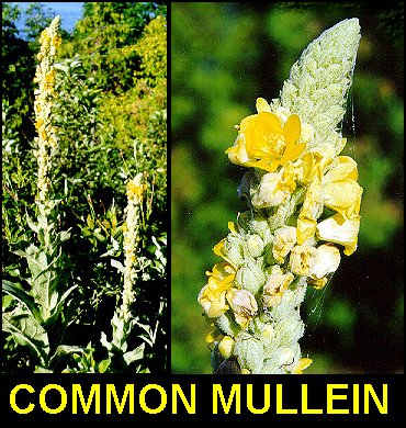 Mullein2.jpg (70999 bytes)